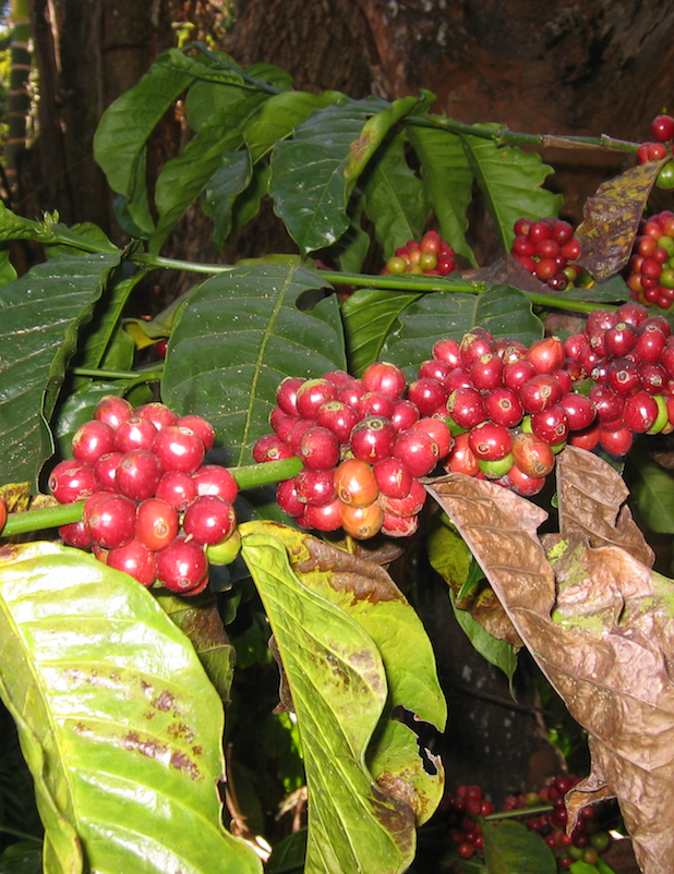 Shade Grwon Coffee